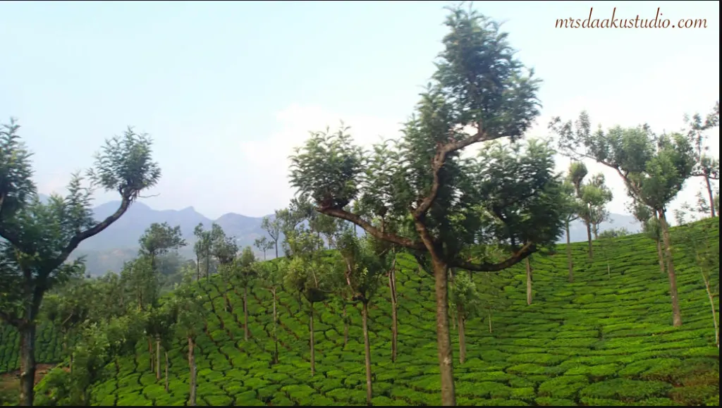 munnar kerala