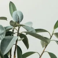 how to make money selling plants