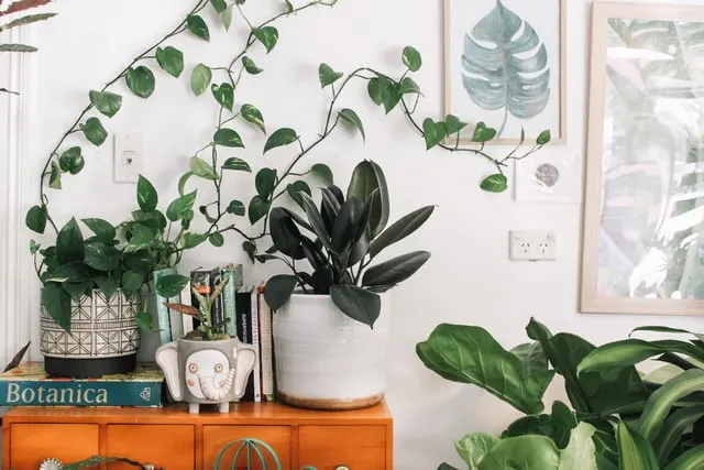 In this image few plants are kept on chest along with few books. 2 frames are hanged on a wall showcasing monstera plant leaf