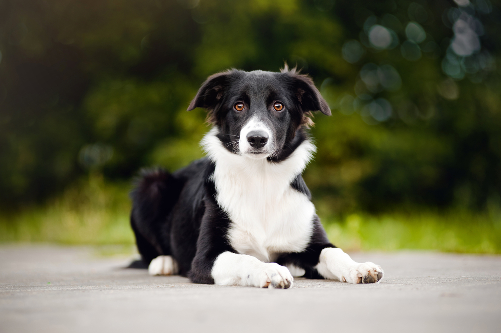 Black and white Border Collie puppy looking at camera, 5 months, in summer