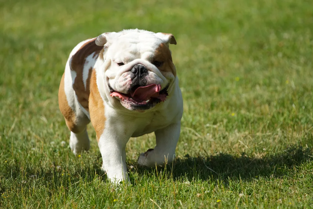 English bulldog running in the grass