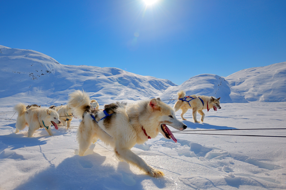 Sled dogs on the pack ice of Greenland