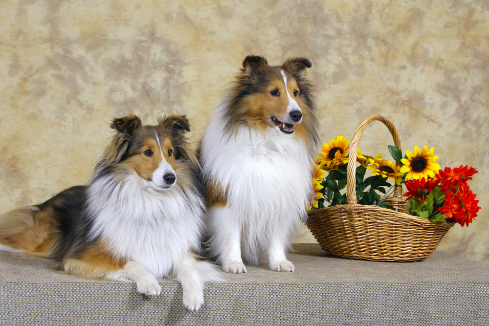 Two beautiful Shetland Sheepdog posing in studio beside willlow basket with flowers.