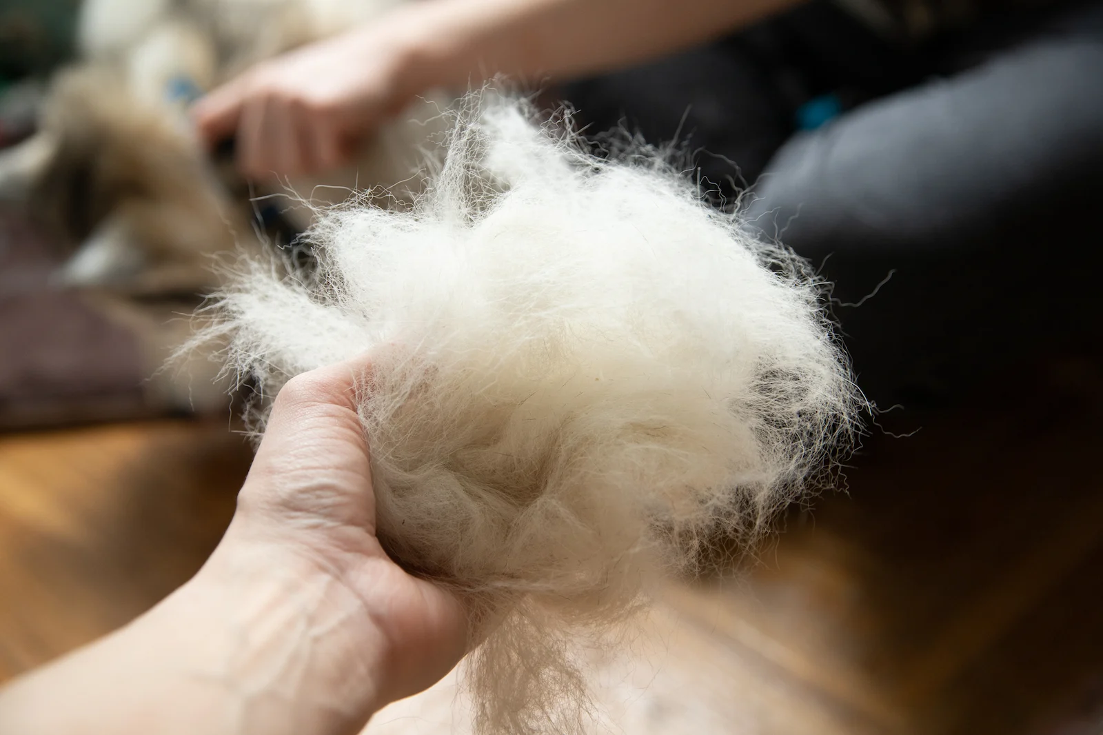 A ball of dog hair in the hand after combing the husky during molting. Pet care.