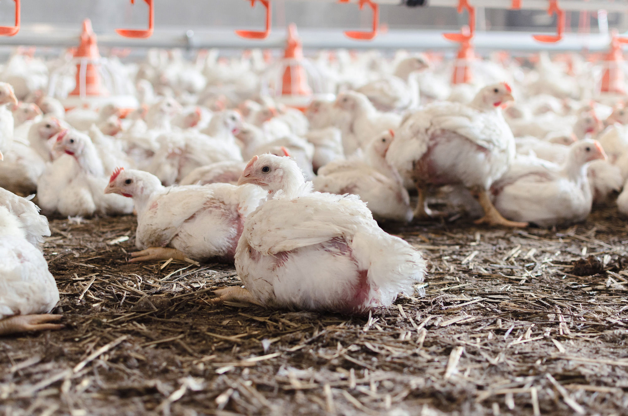 Indoors chicken farm, chicken feeding in factory.