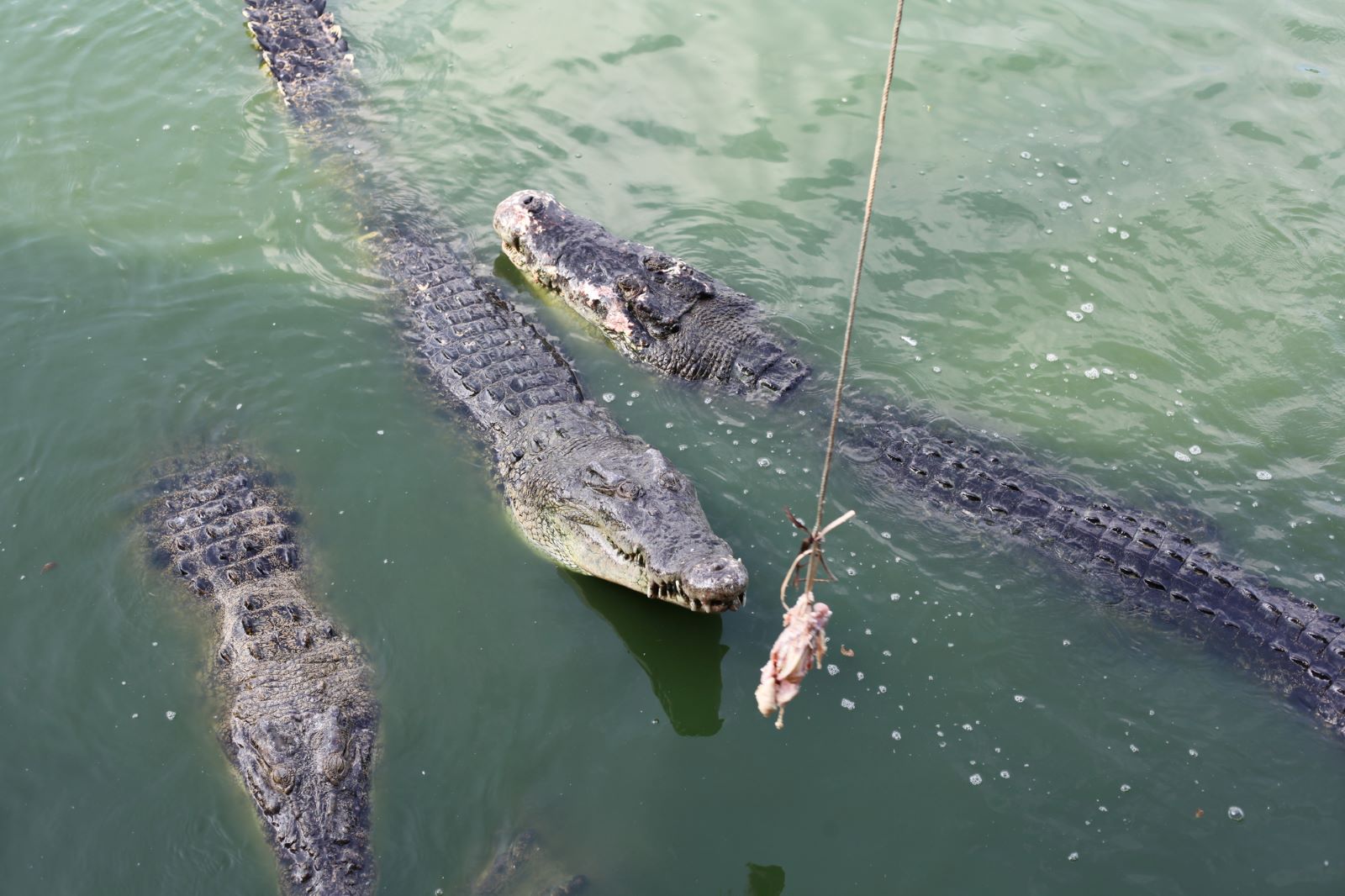 Alligator Feeding
